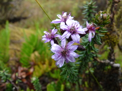 Linochilus phylicoides