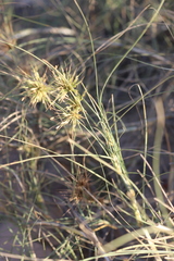 Spinifex longifolius