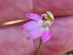 Caladenia pygmaea
