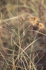 Spinifex longifolius