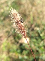 Setaria viridis viridis
