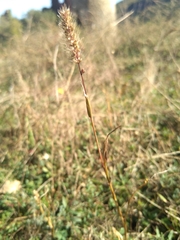 Setaria viridis viridis