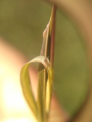 Setaria viridis viridis