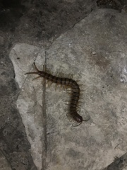 Scolopendra alternans