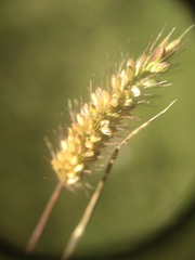 Setaria viridis viridis