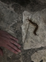 Scolopendra alternans