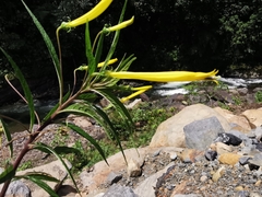 Siphocampylus aureus