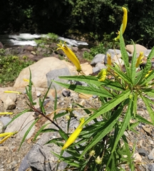 Siphocampylus aureus