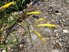 Siphocampylus aureus