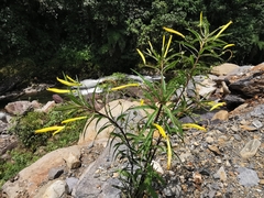 Siphocampylus aureus