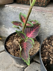 Coleus scutellarioides