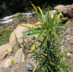 Siphocampylus aureus