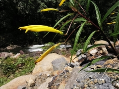 Siphocampylus aureus