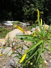 Siphocampylus aureus