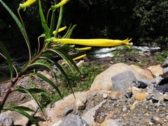 Siphocampylus aureus