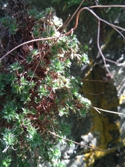 Saxifraga fragosoi