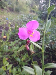 Tradescantia sillamontana
