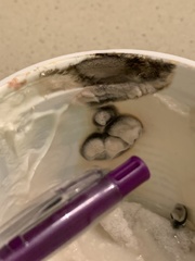 Mucoromycota