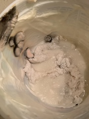 Mucoromycota