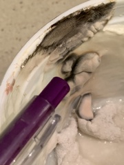 Mucoromycota