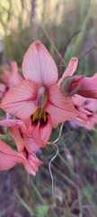 Gladiolus meliusculus