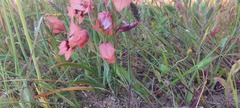 Gladiolus meliusculus