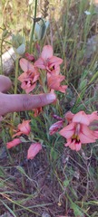 Gladiolus meliusculus