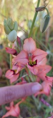 Gladiolus meliusculus