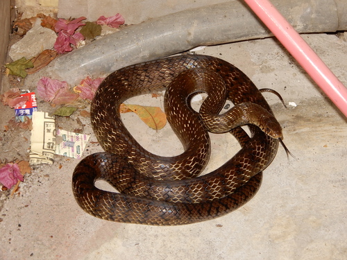 Oriental Rat Snake, photo 5 of 8