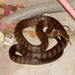 Serpiente Rata Oriental - Photo (c) lava_chen, algunos derechos reservados (CC BY-NC)