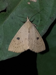 Scolecocampa