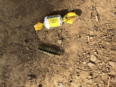 Lophocampa ingens