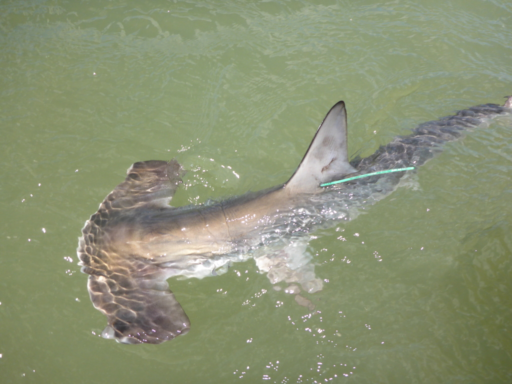 Smooth Hammerhead in December 2020 by Scott Tindale. juvenile female ...