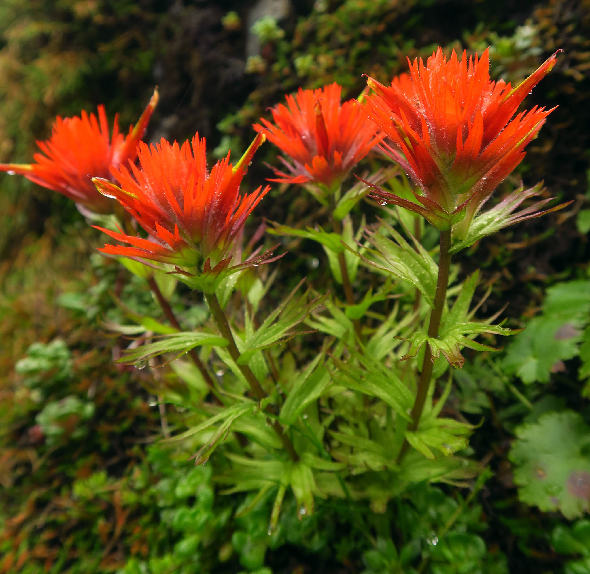 Castilleja chambersii