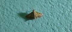 Ischnurges luteomarginalis