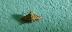 Ischnurges luteomarginalis