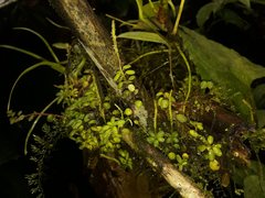 Peperomia caespitosa