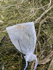 Sphaerolobium vimineum