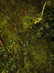 Elaphoglossum tripartitum