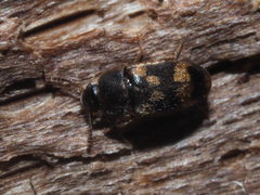 Litargus connexus