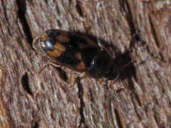 Litargus connexus