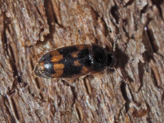 Litargus connexus