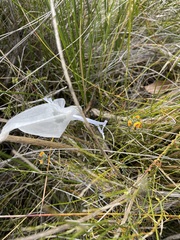 Sphaerolobium vimineum