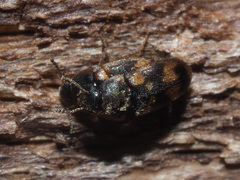Litargus connexus