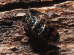 Litargus connexus