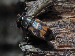 Litargus connexus
