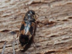 Litargus connexus
