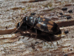 Litargus connexus