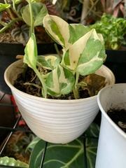 Epipremnum aureum