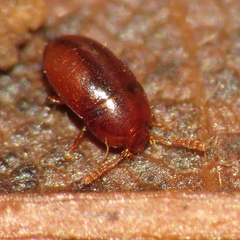 Catopocerinae
